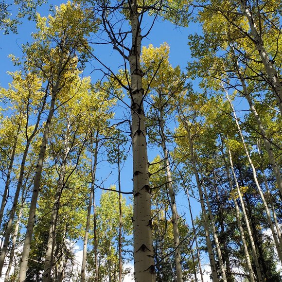 Meet your Posher, Jackie - Picture 1 of 1